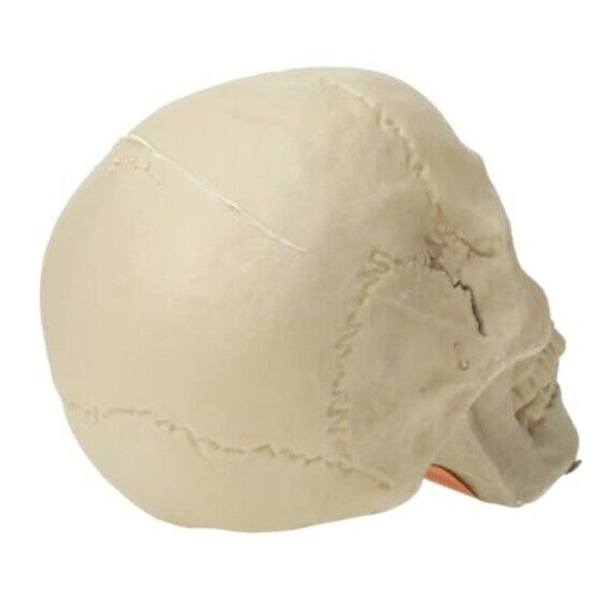 🔥Halloween Skeleton Skull Bone Decor BNWT🔥