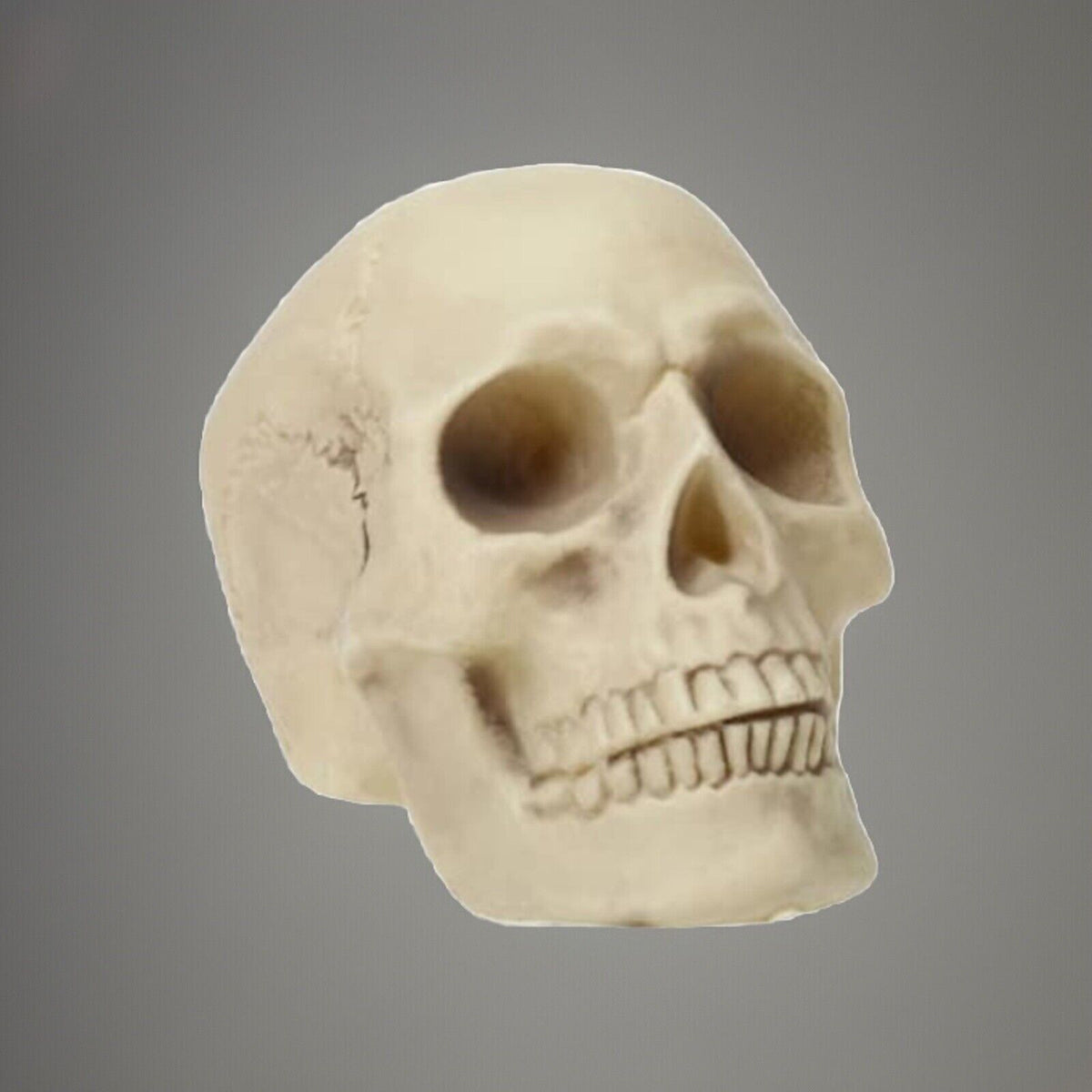 🔥Halloween Skeleton Skull Bone Decor BNWT🔥
