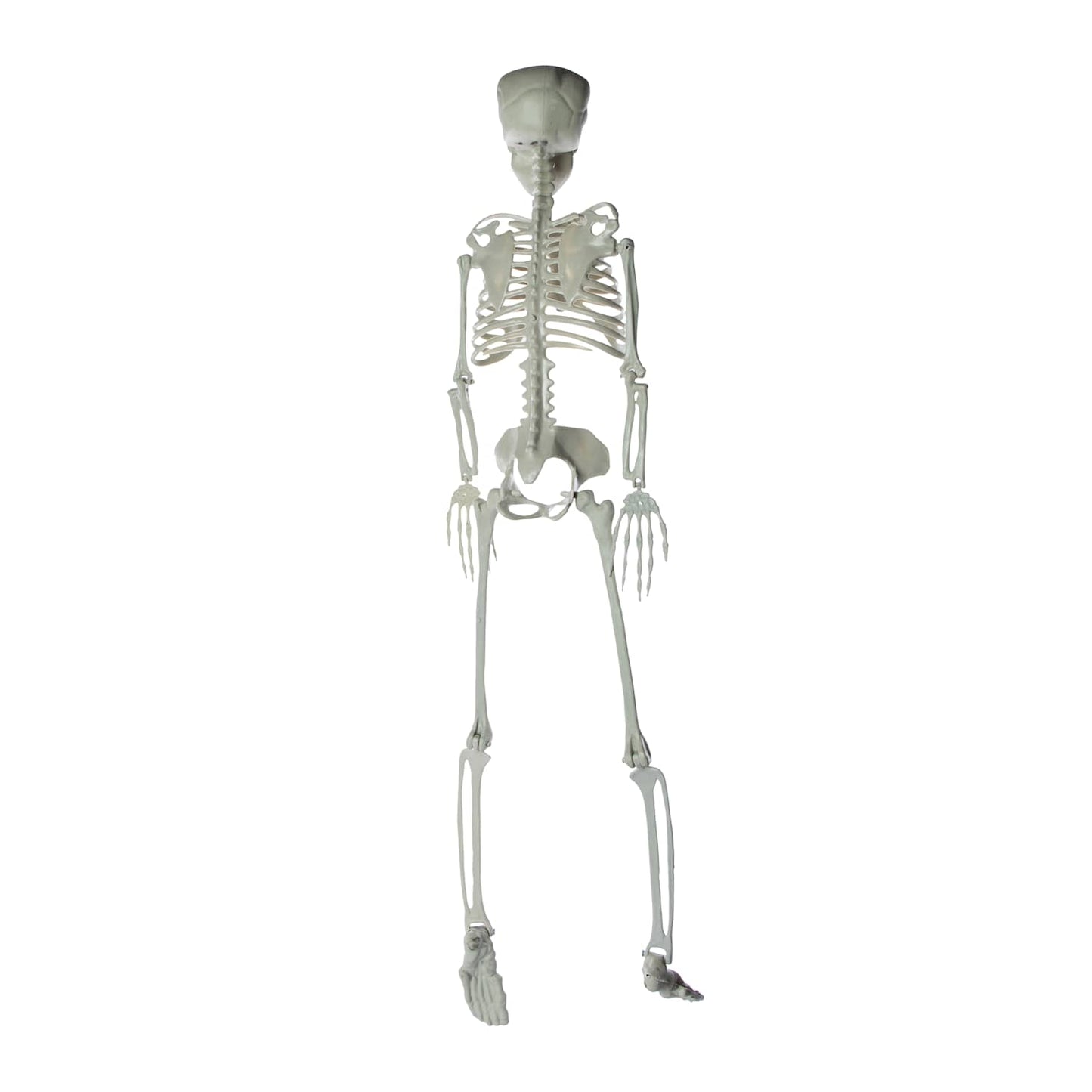 🔥3 Foot Halloween Skeleton Cute & Creepy BNWT🔥