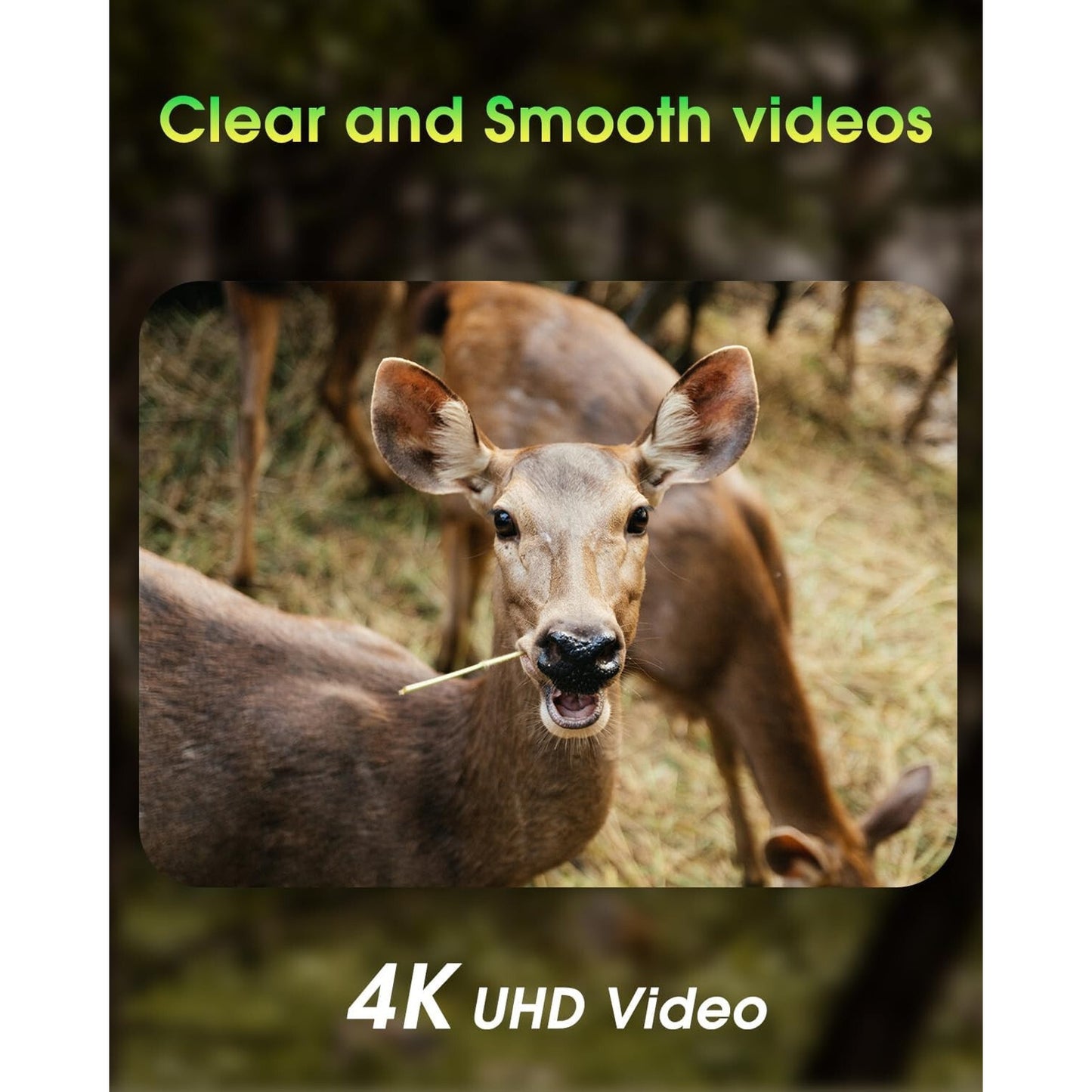 🔥KJK WiFi Trail Game Cam 4K 64MP 64GB 8 Batteries Memory Card NIght Vis BNWT🔥